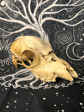 Load image into Gallery viewer, Nature found juvenile roe deer skull (weathered)