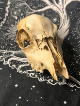 Load image into Gallery viewer, Nature found juvenile roe deer skull (weathered)