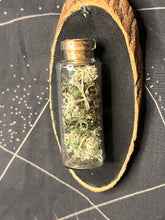 Load image into Gallery viewer, Multi rodent bones jar wood slice wall hanging