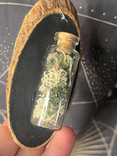 Load image into Gallery viewer, Multi rodent bones jar wood slice wall hanging