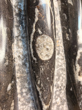 Load image into Gallery viewer, Large Orthoceras fossil