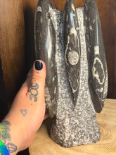 Load image into Gallery viewer, Large Orthoceras fossil