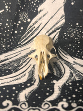 Load image into Gallery viewer, Natural death rat skulls
