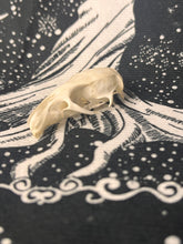 Load image into Gallery viewer, Natural death rat skulls
