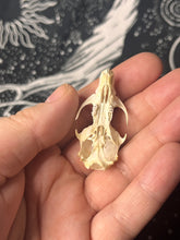 Load image into Gallery viewer, Natural death rat skulls
