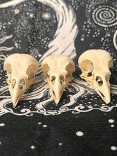 Load image into Gallery viewer, Nature found Jackdaw skulls (top and bottom jaws)
