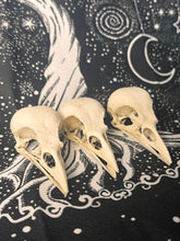 Load image into Gallery viewer, Nature found Jackdaw skulls (top and bottom jaws)
