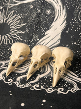 Load image into Gallery viewer, Nature found Jackdaw skulls (top and bottom jaws)
