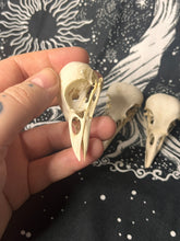 Load image into Gallery viewer, Nature found Jackdaw skulls (top and bottom jaws)
