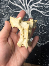 Load image into Gallery viewer, Nature found sheep spine vertebrae and tail bone - Scottish highlands
