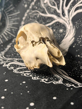 Load image into Gallery viewer, Nature found Juvenile roe deer skull
