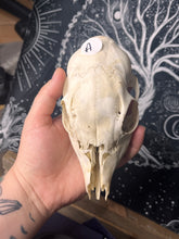 Load image into Gallery viewer, Nature found Juvenile roe deer skull
