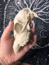 Load image into Gallery viewer, Nature found Juvenile roe deer skull
