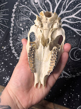 Load image into Gallery viewer, Nature found Juvenile roe deer skull
