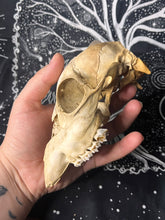 Load image into Gallery viewer, Nature found juvenile roe deer skull (weathered)
