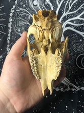 Load image into Gallery viewer, Nature found juvenile roe deer skull (weathered)
