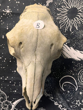 Load image into Gallery viewer, Nature found large adult sheep skull
