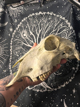 Load image into Gallery viewer, Nature found large adult sheep skull
