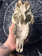 Load image into Gallery viewer, Nature found large adult sheep skull
