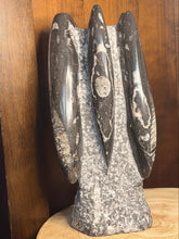 Load image into Gallery viewer, Large Orthoceras fossil
