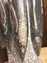 Load image into Gallery viewer, Large Orthoceras fossil
