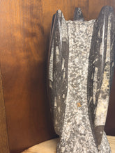 Load image into Gallery viewer, Large Orthoceras fossil
