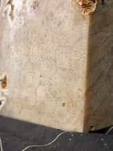 Load image into Gallery viewer, Coral Fossil Jasper tower
