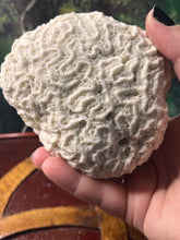 Load image into Gallery viewer, Brain coral specimen
