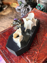 Load image into Gallery viewer, Taxidermy real animal bone gothic coffin double spell candle holder
